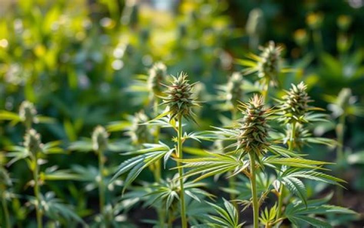 Discoveries And Insights For Cannabis Connoisseurs