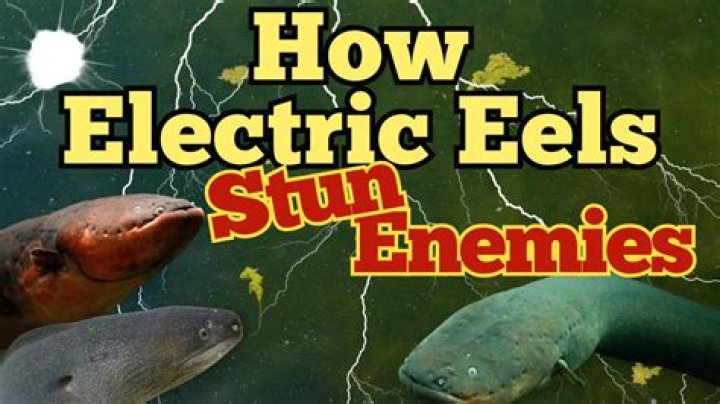 Discoveries And Insights That Will Electrify You
