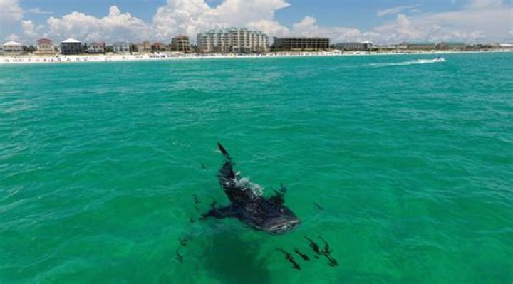 Sharks In Destin, Florida 2023
