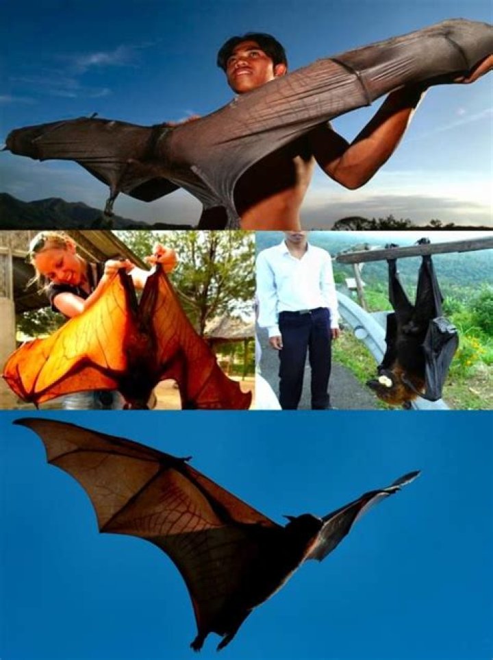 The giant golden-crowned flying fox |
